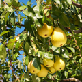Organic Pear Tree Unrooted Cuttings — 5 x 10", For Propagation