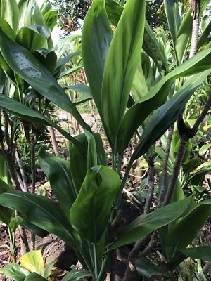 Hawaiian Green Ti Leaf Cuttings (Cordyline fruticosa) - 10 x 6" Starter Logs