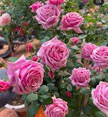 French Rose Unrooted Cuttings (Rosa) - 4 x 6-8" — Propagation for Rooting & Planting