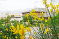 Spanish Broom Seeds (Spartium junceum) - 20 Seeds, Weavers Broom, Yellow Flowering Fragrant Shrub