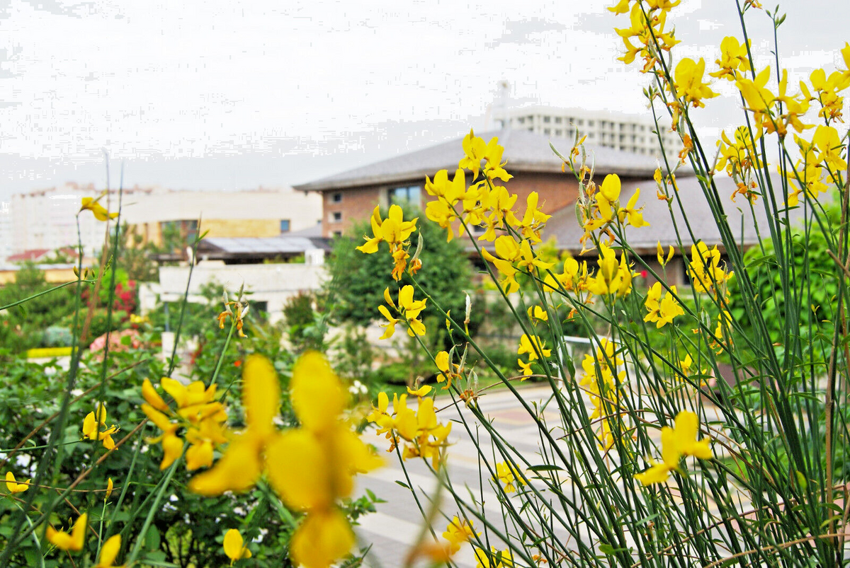Spanish Broom Seeds (Spartium junceum) - 20 Seeds, Weavers Broom, Yellow Flowering Fragrant Shrub