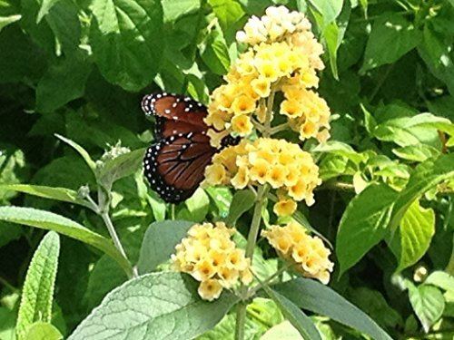 Buddleja davidii Yellow Butterfly Bush Live Plant - Deciduous Shrub, Fragrant Yellow Blooms, Zones 5-9