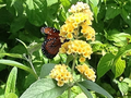 Buddleja davidii Yellow Butterfly Bush Live Plant - Deciduous Shrub, Fragrant Yellow Blooms, Zones 5-9