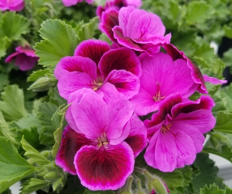 Geranium Pink/Purple Pelargonium Cuttings - 3 Fresh Organic Rooting Cuttings