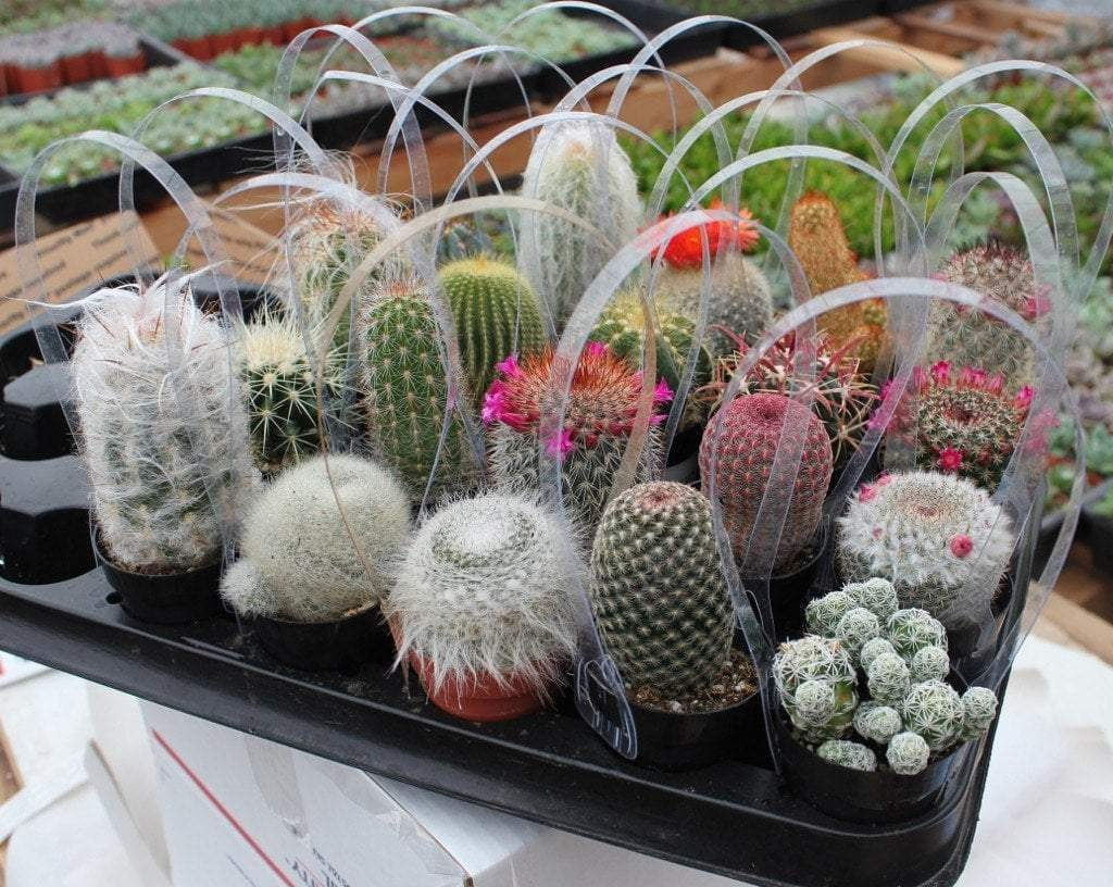 Lot of 10 Random Pick Cactus Unrooted Cuttings - Assorted Succulent Cuttings Bundle