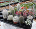 Lot of 10 Random Pick Cactus Unrooted Cuttings - Assorted Succulent Cuttings Bundle