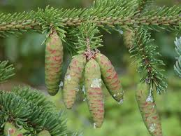 Picea glauca Seeds - White Spruce (25 Seeds) - Alaska Wild Harvested, Zone 2-6