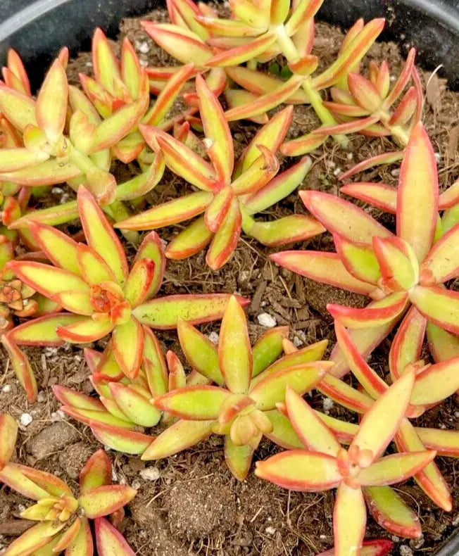 Sedum Adolphi 'Firestorm' 5 Rooted Live Plant Cuttings - Drought-Tolerant Succulent