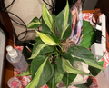 Philodendron Cream Splash Rooted Cuttings | Variegated Houseplant