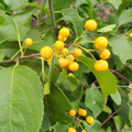 Celastrus scandens (American Bittersweet) Seeds - 30 Seeds Native Climbing Vine