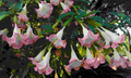 Brugmansia versicolor Peach Pink - 2 Unrooted Cuttings (6") | Angel Trumpet