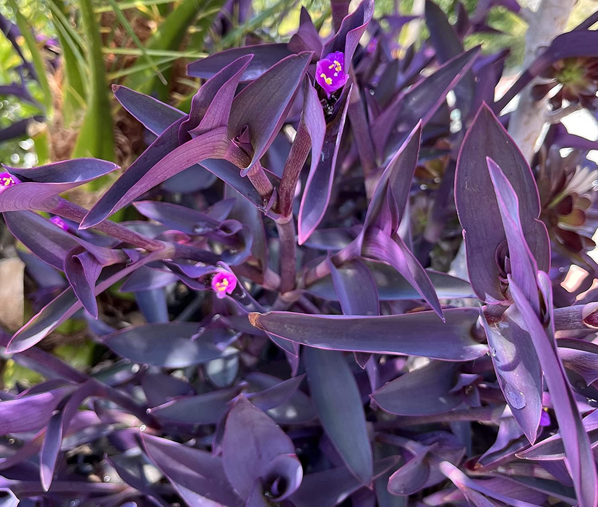 Tradescantia pallida Cuttings - 10 Count (Purple Heart) 4-6" Length