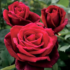 Mr. Lincoln Rose Cuttings to Root (3) - Deep Red Velvet Fragrant Hybrid Tea Rose