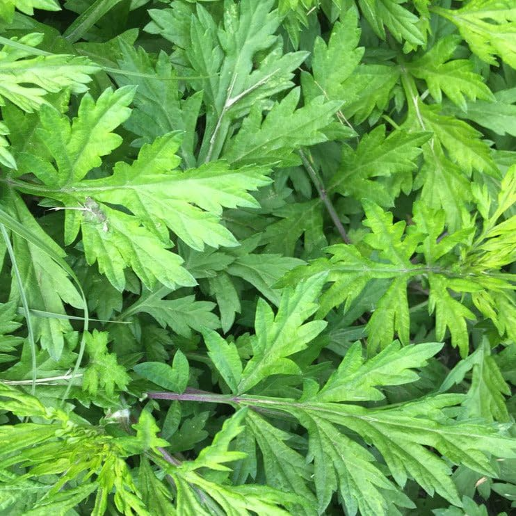 100 Seeds Japanese Mugwort (Artemisia princeps, Yomogi) - Culinary Herb for Planting