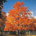 Sugar Maple Tree - Acer saccharum | 12–18" Bare Root Starter Tree