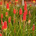 Red Hot Poker Seeds (Kniphofia uvaria) - 50+ Non-GMO Perennial Seed for Full Sun