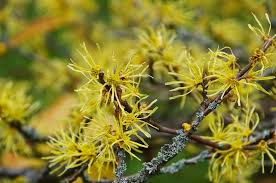Witch Hazel Shrubs Hamamelis virginiana - 3 Bare Root Plants, 12–18"