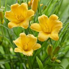 Stella D'Oro Daylily (Hemerocallis) Bare Root Plants - 5 Pack, Yellow, Cold Hardy