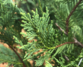 Leyland Cypress Unrooted Cuttings 6-7" (15 Pack) Cupressus × leylandii