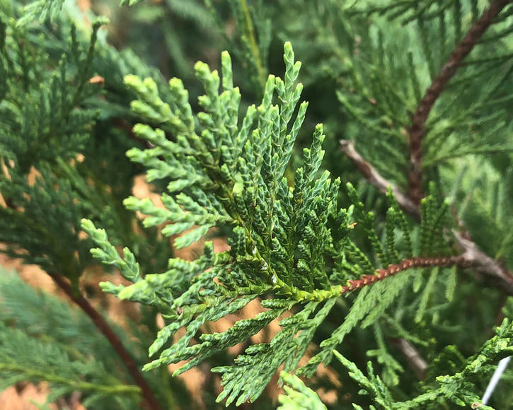 Leyland Cypress Unrooted Cuttings 6-7" (15 Pack) Cupressus × leylandii