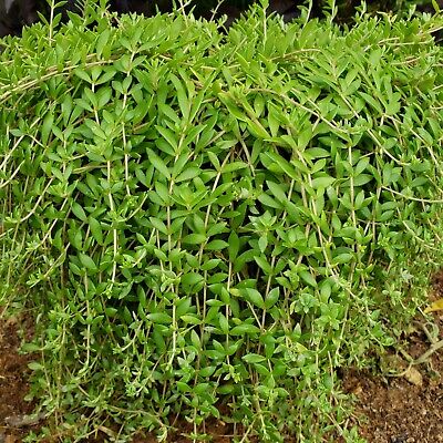 Gold Moss Sedum Cuttings (Sedum sarmentosum) - 20 Unrooted Cuttings, Ground Cover