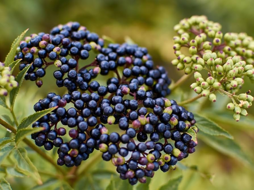 American Elderberry Cuttings - 10 Unrooted Sambucus canadensis Cuttings - Organic Appalachian Grown