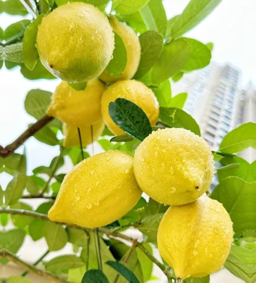 Perfume Lemon Seeds - Citrus limon for Bonsai & Indoor/Outdoor Growing (30 Seeds)