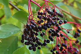 Adams Elderberry Cuttings (Sambucus nigra 'Adams') - 12 Unrooted Stems for Zones 3-9
