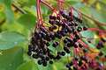 Adams Elderberry Cuttings (Sambucus nigra 'Adams') - 12 Unrooted Stems for Zones 3-9