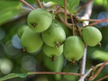 Hardy Kiwi Actinidia Arguta Geneva - Organic Female Unrooted Cuttings (10) – Non-GMO
