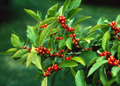 Ilex Verticillata (Winterberry Holly) Seeds - 250 mg for Planting