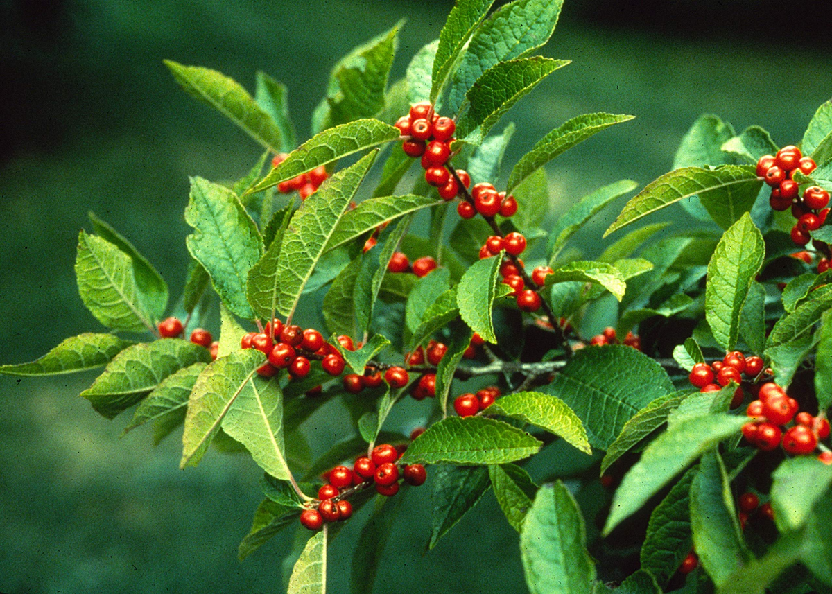 Ilex Verticillata (Winterberry Holly) Seeds - 250 mg for Planting