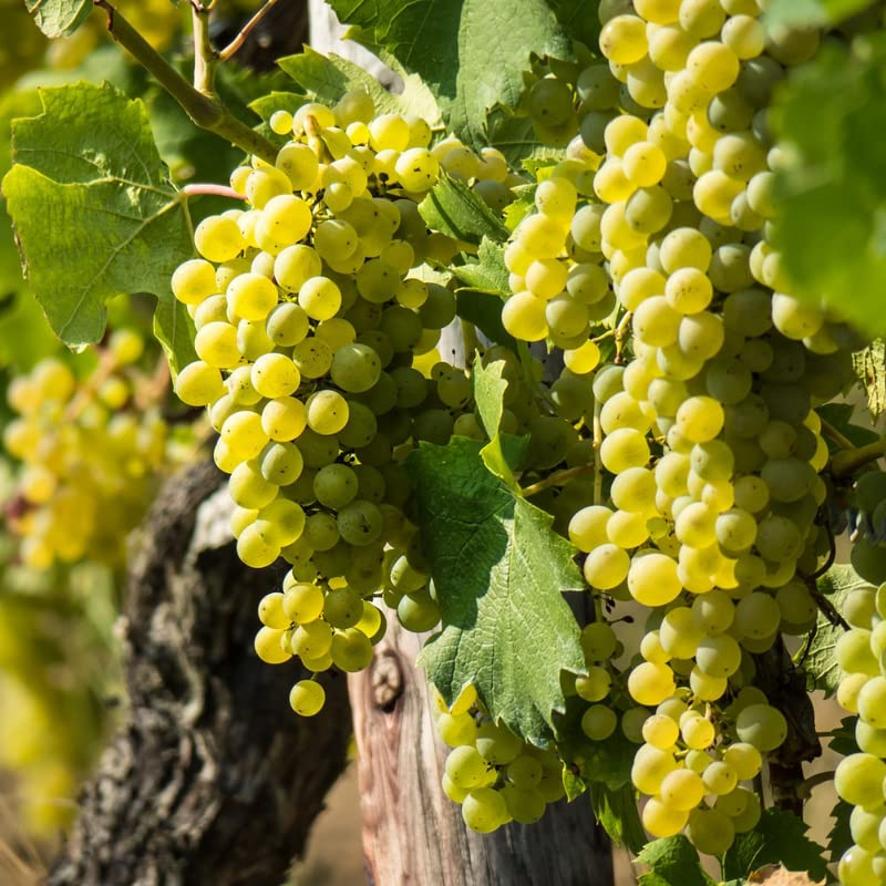 Green Rooted Grapes Cutting (Vitis vinifera) - 8" Seedless, Bare Root Live Plant