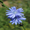 Chicory Wildflower Seeds (Cichorium intybus) - 100 Non-GMO Blue Flowers for Pollinator Gardens