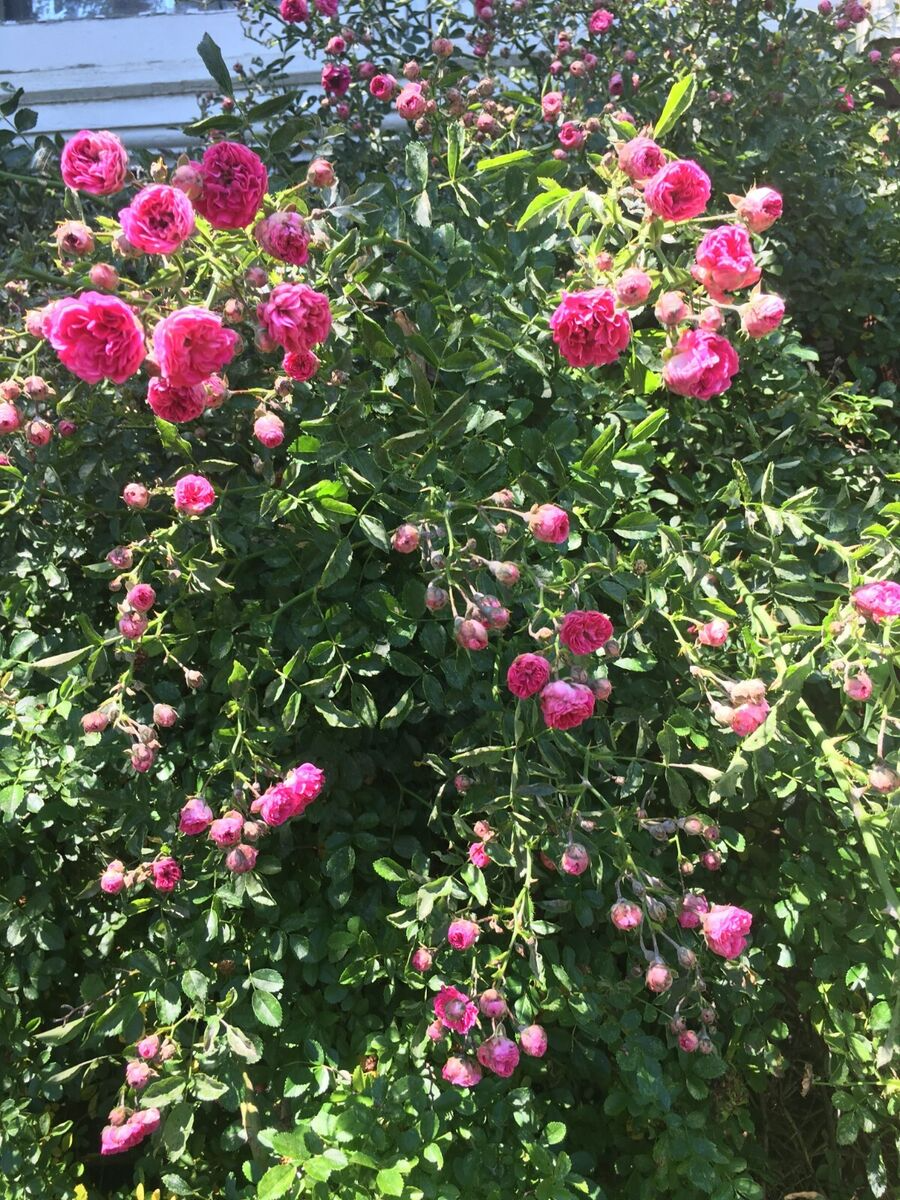 Southern Heirloom Climbing Rose - Pink, Unrooted Cuttings (8) for Fences & Trellises