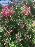 Southern Heirloom Climbing Rose - Pink, Unrooted Cuttings (8) for Fences & Trellises