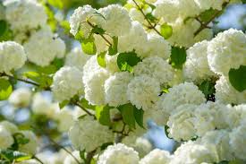 Japanese Snowball Viburnum (Viburnum plicatum) Bare Root 12–18" – Starter Landscape Plant with White Spring Blooms