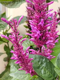 Purple Firespike Odontonema strictum Cuttings – 25 Live Unrooted Cuttings for Garden Planting