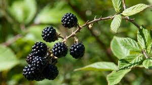 Florida Blackberry Cuttings - 7 Live Rooted Clippings, Thorny Bramble, Fruit Bearing, Zones 8-10