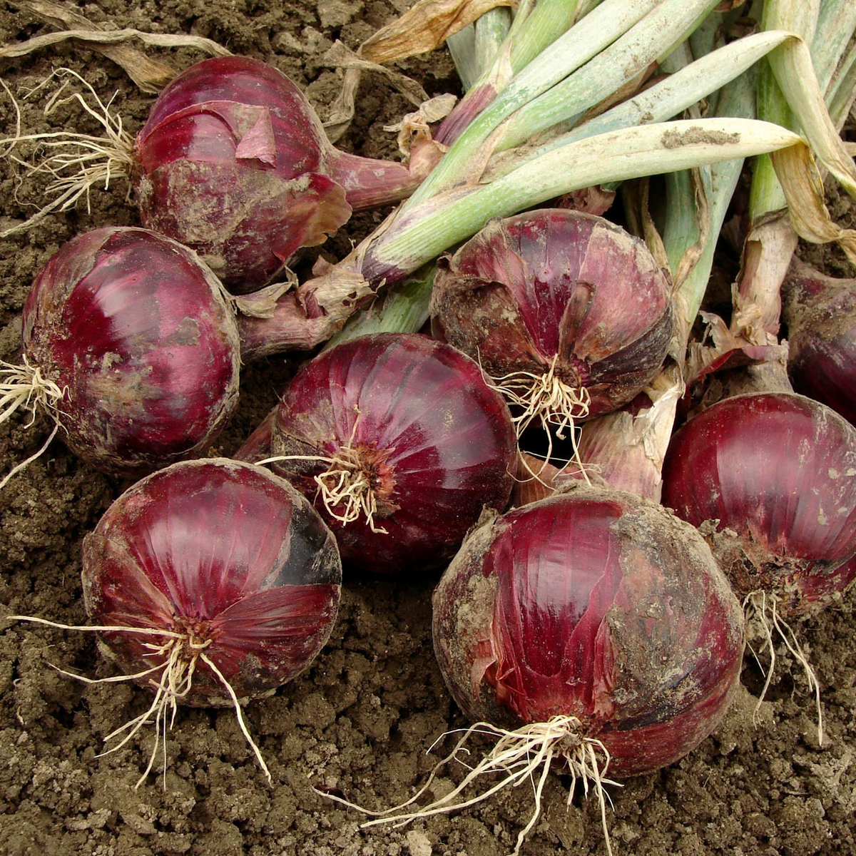Onion Red Burgundy Short Day Seeds - Allium cepa, 70 Seeds for Early Spring Planting