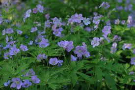 3 Cranesbill Wild Geranium Bare Root Plants (Geranium Maculatum) for Shade & Woodland Gardens