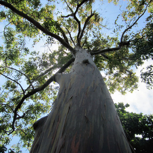 Rainbow Eucalyptus Seeds (Eucalyptus deglupta) - 40 Premium Seeds for Vibrant Multi-Colored Bark