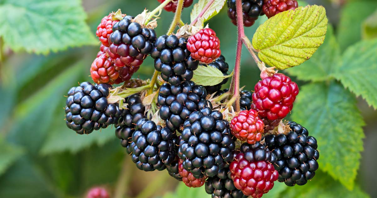 Organic Unrooted Thornless Blackberry Cuttings (10) Rubus fruticosus 5"-8"
