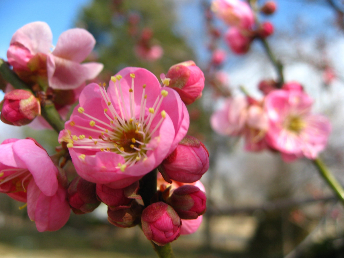 Prunus mume 'Rosebud' Pink Japanese Flowering Apricot Bonsai Starter Plant in 2.2" Pot