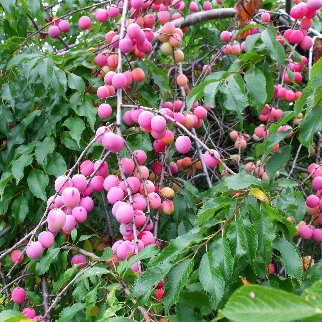 Prunus americana Wild Plum Cuttings - 12 Unrooted Dormant Hardwood Cuttings (6-8")