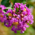 8 Purple Crape Myrtle Unrooted Cuttings 6-8" Lagerstroemia indica Light Purple Blooms