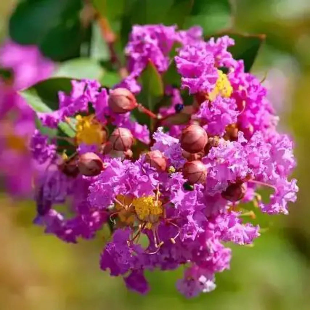 8 Purple Crape Myrtle Unrooted Cuttings 6-8" Lagerstroemia indica Light Purple Blooms