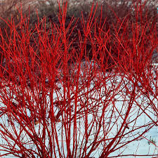 Red Twig Dogwood (Cornus sericea) Bare Root 12-18"