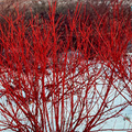 Red Twig Dogwood (Cornus sericea) Bare Root 12-18"