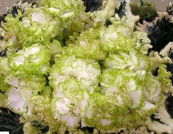 African Violet EK-Izumrudniye Rozi Leaf Cutting - Emerald Roses